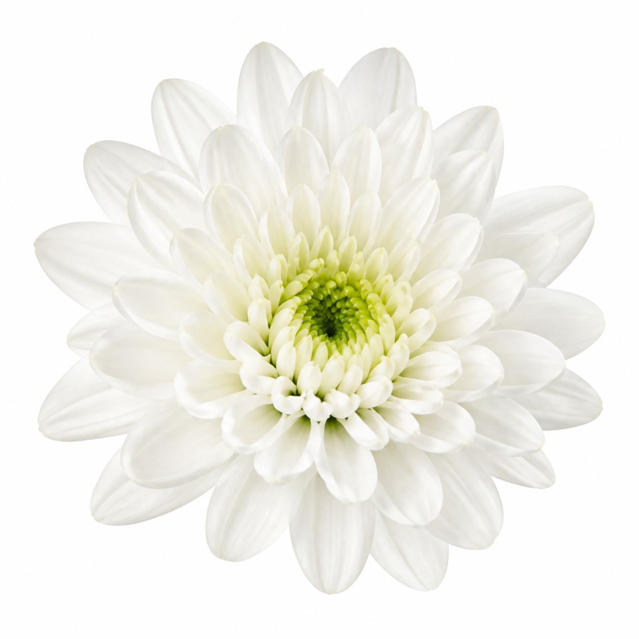 Hrizantema spreý · Ak · multipoint Chrysanthemum (JC0401)