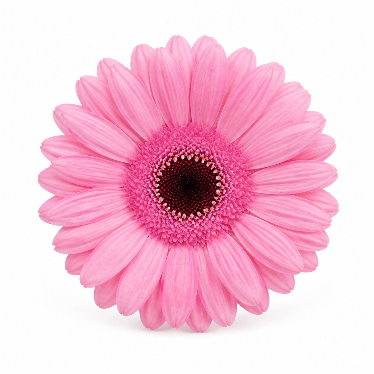 Hrizantema · Pembe · beauty (GZ0370)