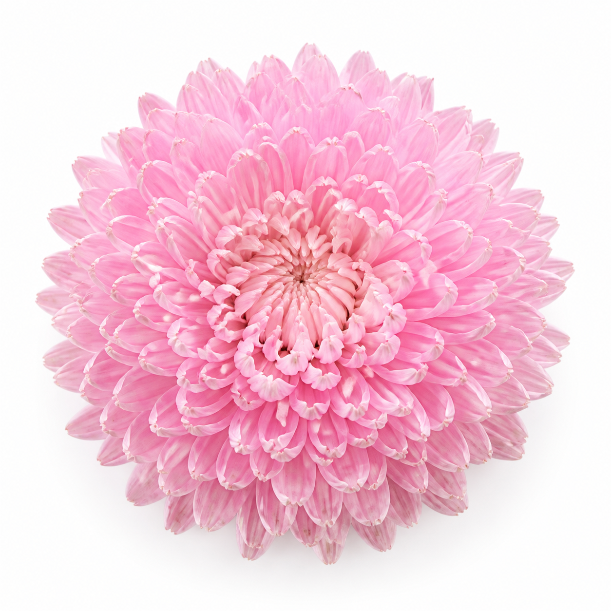 Peony Hrizantema · Pembe (JC0378)