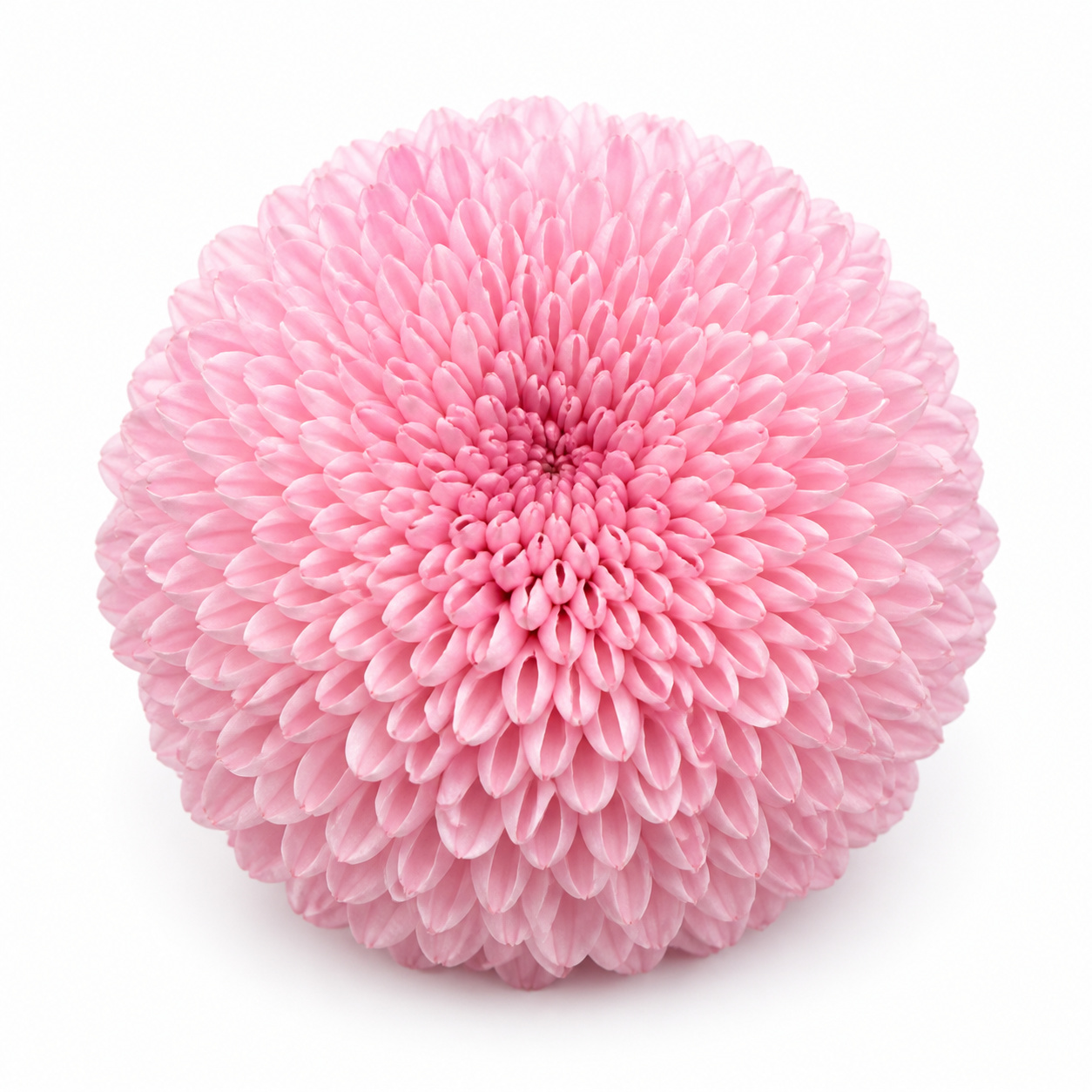 Pompom hrizantemi · Pembe · Ping Pong Chrysanthemum (JC0382)