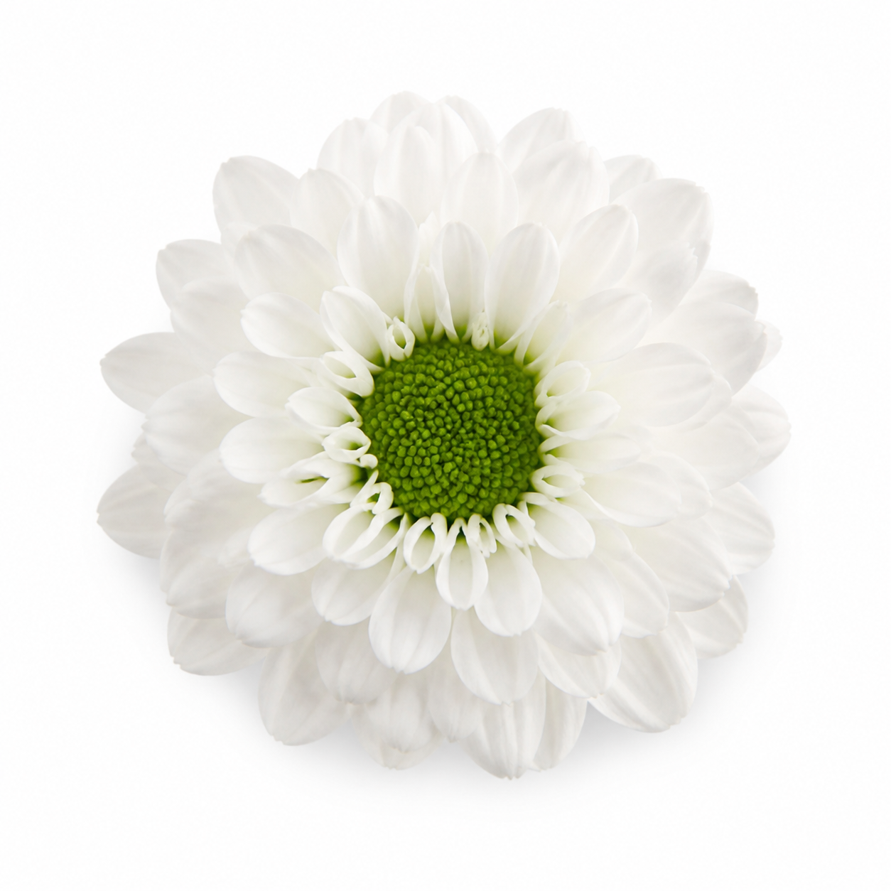 Santini hrizantemi · Ak/Ýaşyl · with floral center (JC0398)