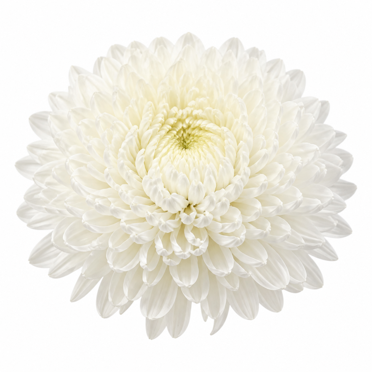 Peony Hrizantema · Ak (JC0379)