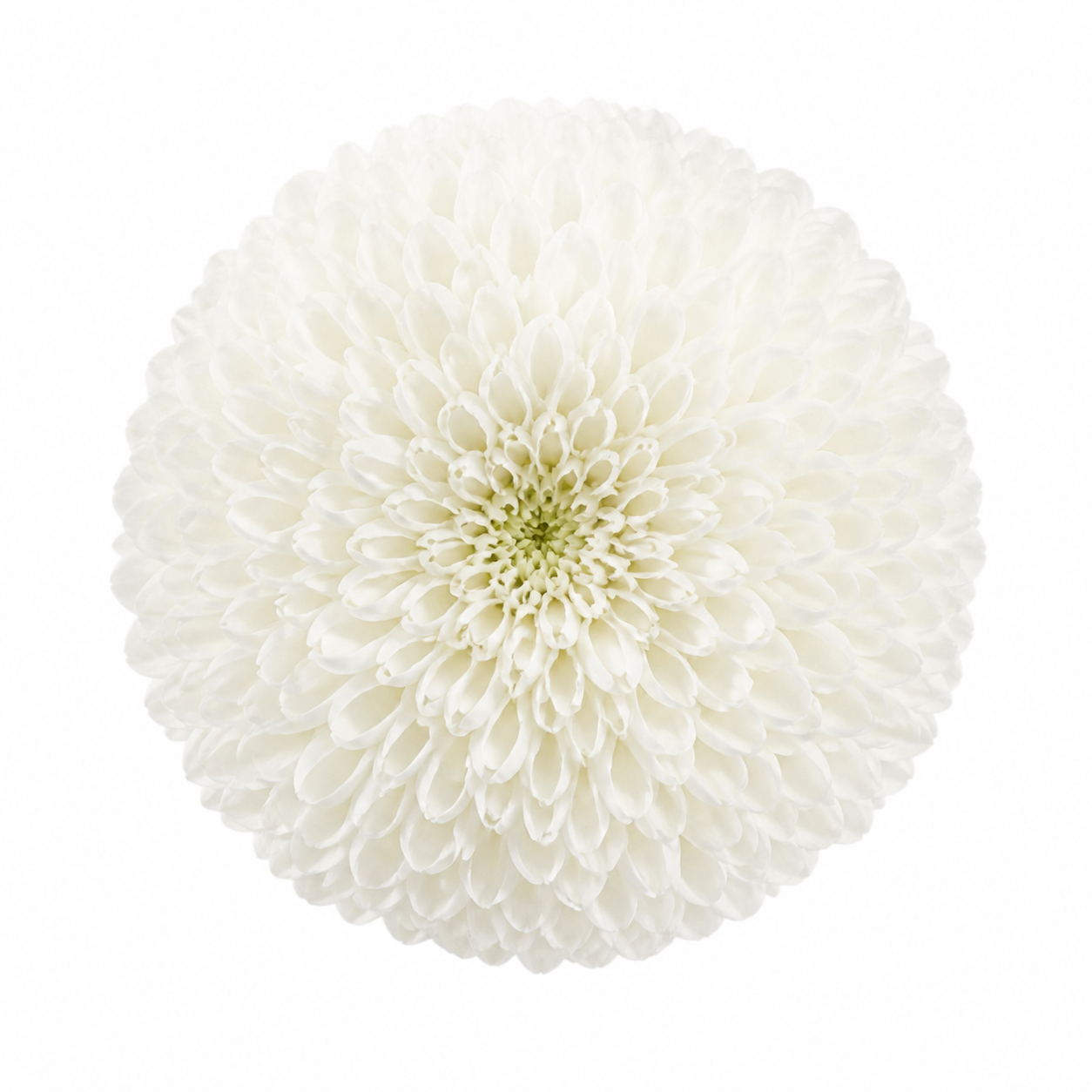 Pompom hrizantemi · Ak · Ping Pong Chrysanthemum (JC0381)