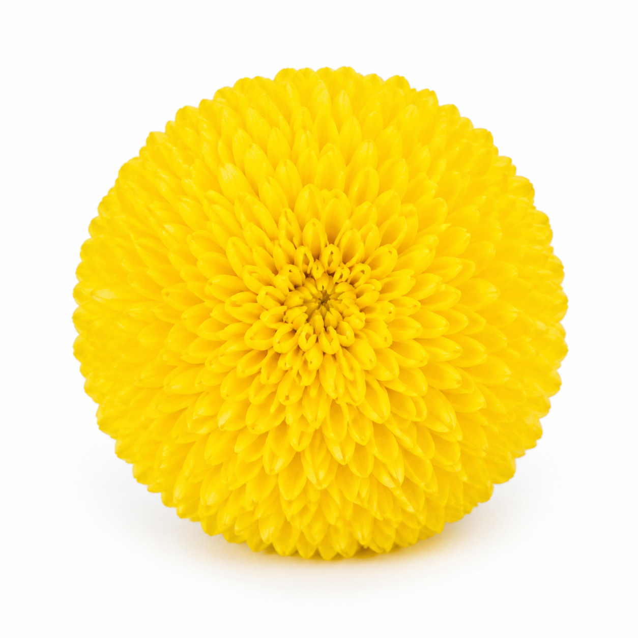 Pompom hrizantemi · Sary · Ping Pong Chrysanthemum (JC0383)