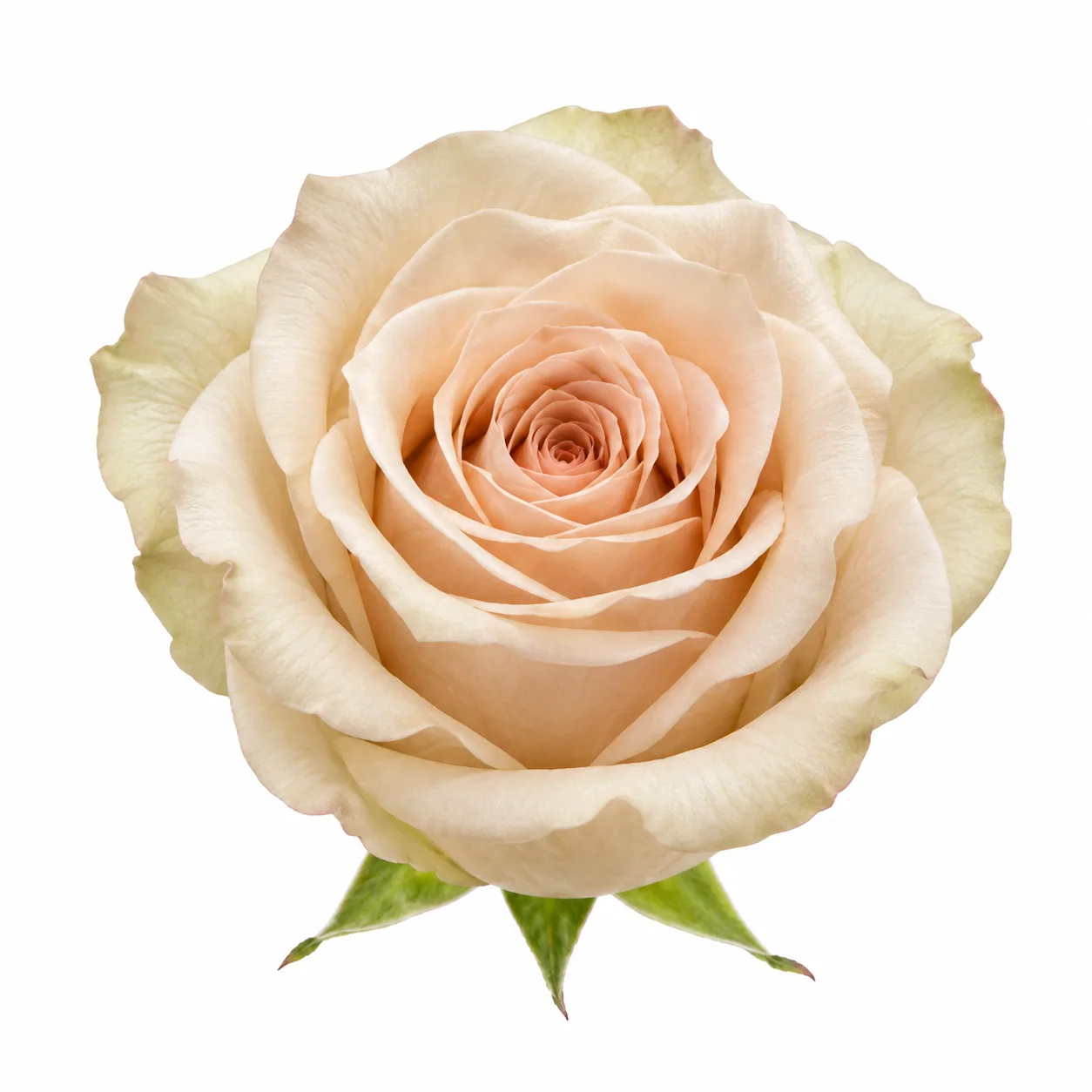 Стандартная роза · Single headed Champagne Rose (MR0896)